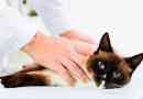 Hogyan kell kezelni macska mastitis otthon?